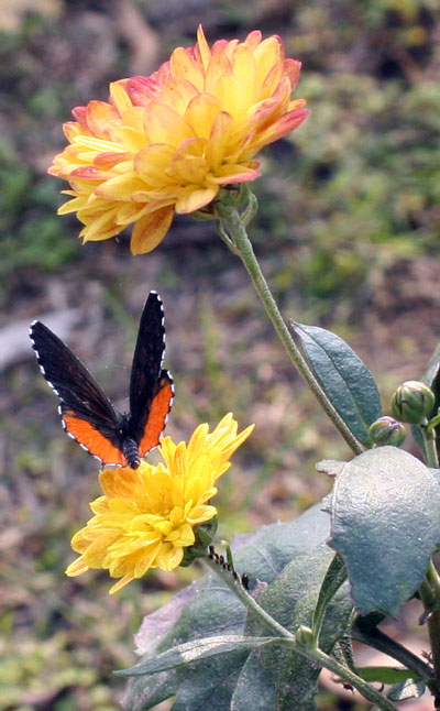 flower
