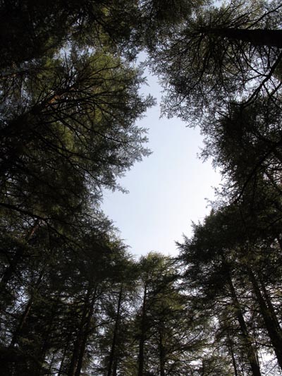 trees