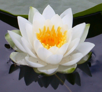 lotus