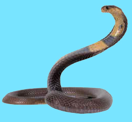 King Cobra