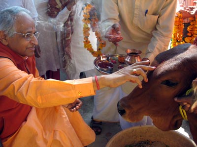 swamiji worshiping cow