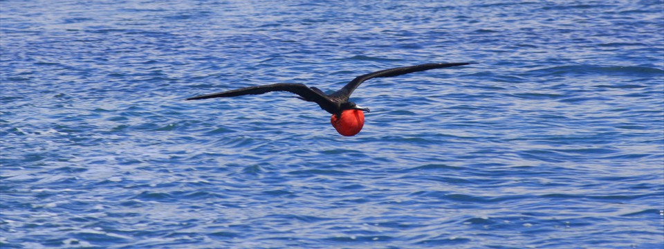 01u_Galapagos2012