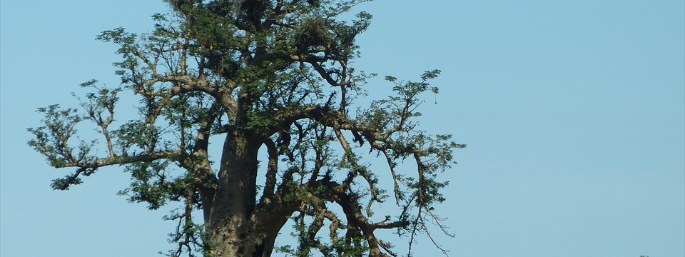 04r_Baobab