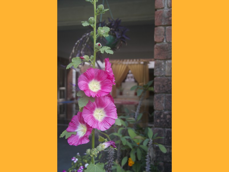 Hollyhocks are blooming!