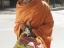 00g_Sadhu_Sewa