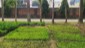 07e_organic_garden_SRSG
