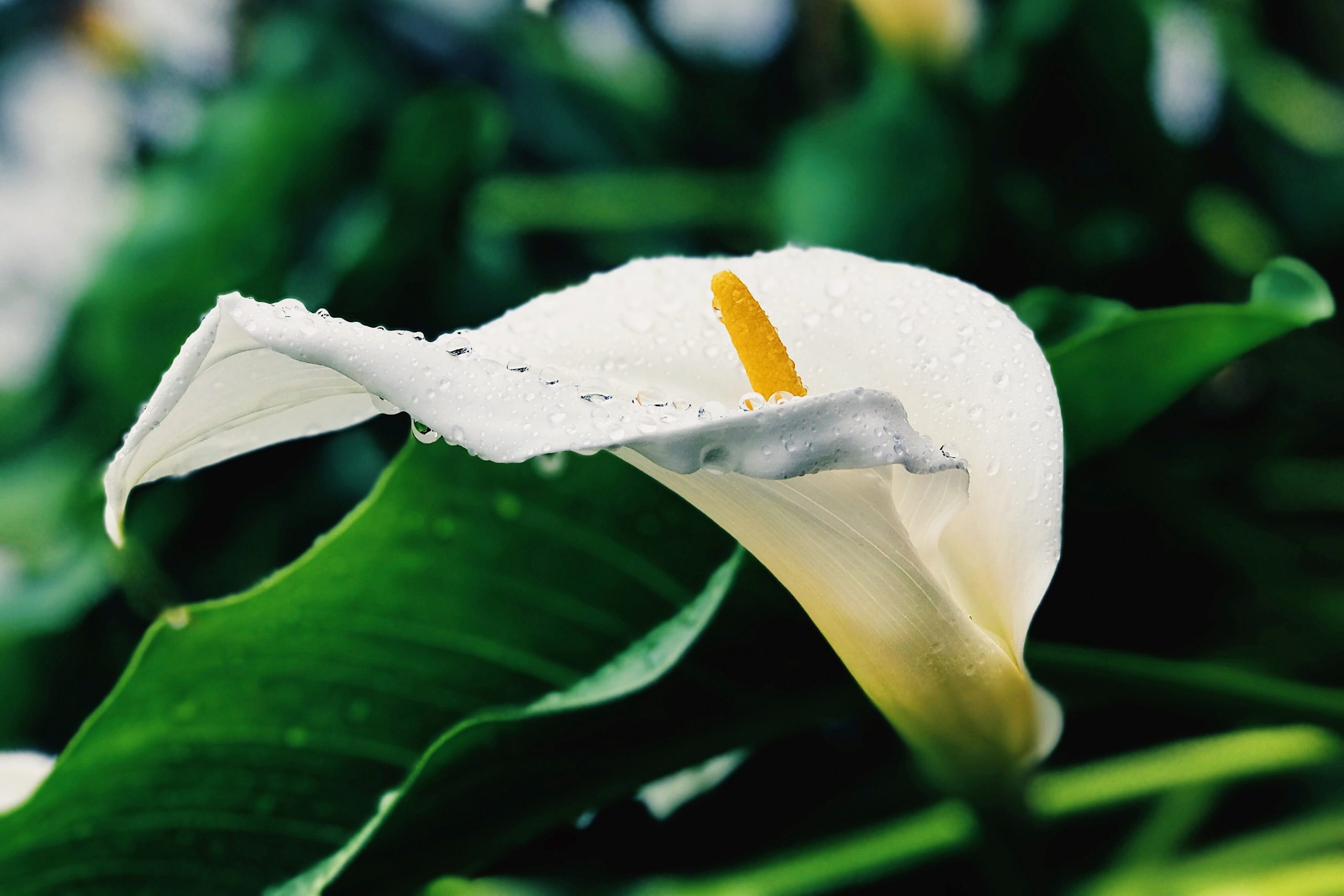 white-lily-in-rain